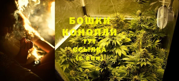 прущие грибы Алзамай